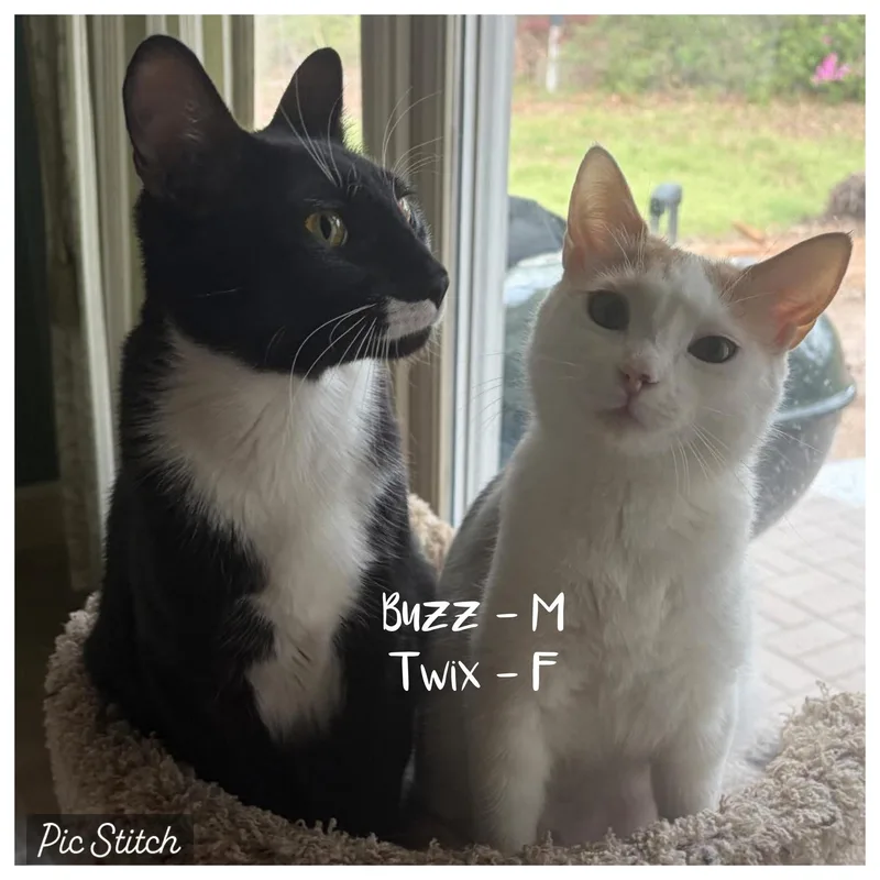 A young medium-sized male Black Bombay cat named Buzz  Bonded With for adoption in Tuscaloosa, AL