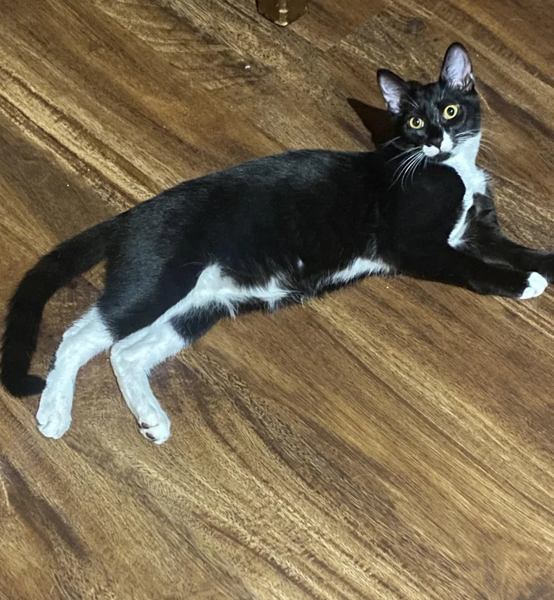 Buzz  Bonded With thumbnail 3