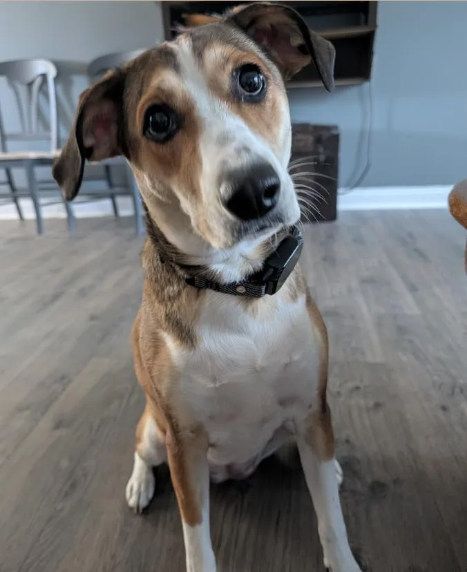 An adult medium-sized female Tricolor (Brown, Black, & White) Mixed Breed dog named Nugget for adoption in Evansville, IN