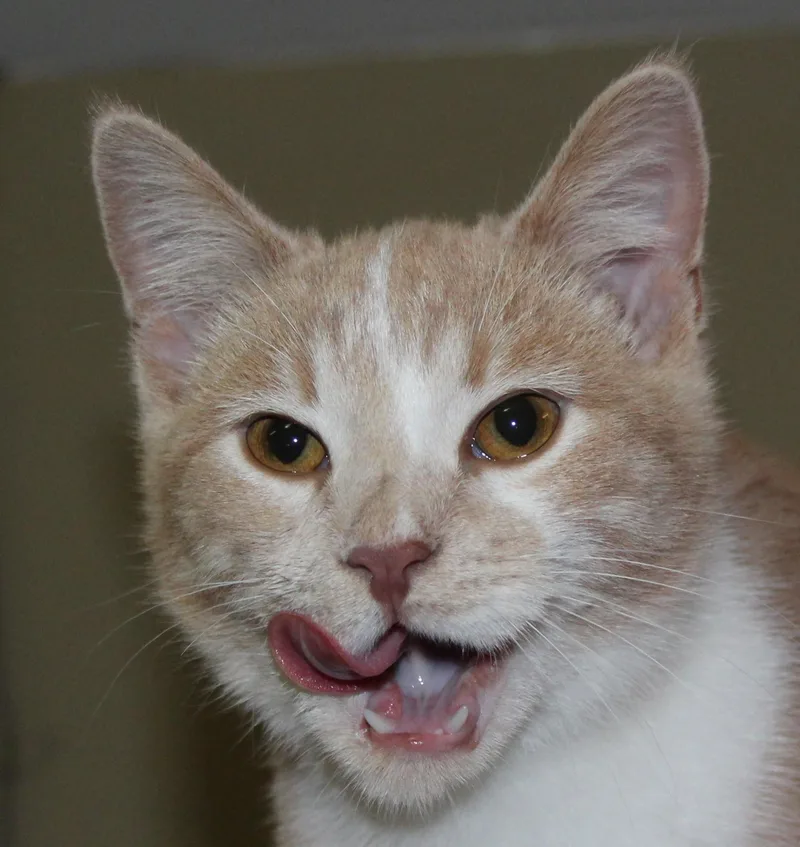 Scuttles thumbnail 2