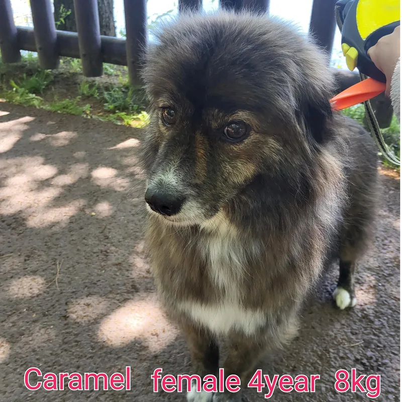 Caramel thumbnail 3