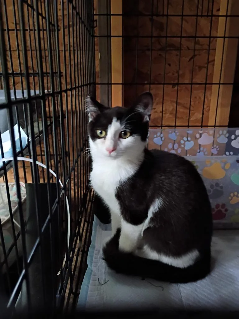 A baby small-sized female Domestic Short Hair cat named Rolly for adoption in LIberty, NY