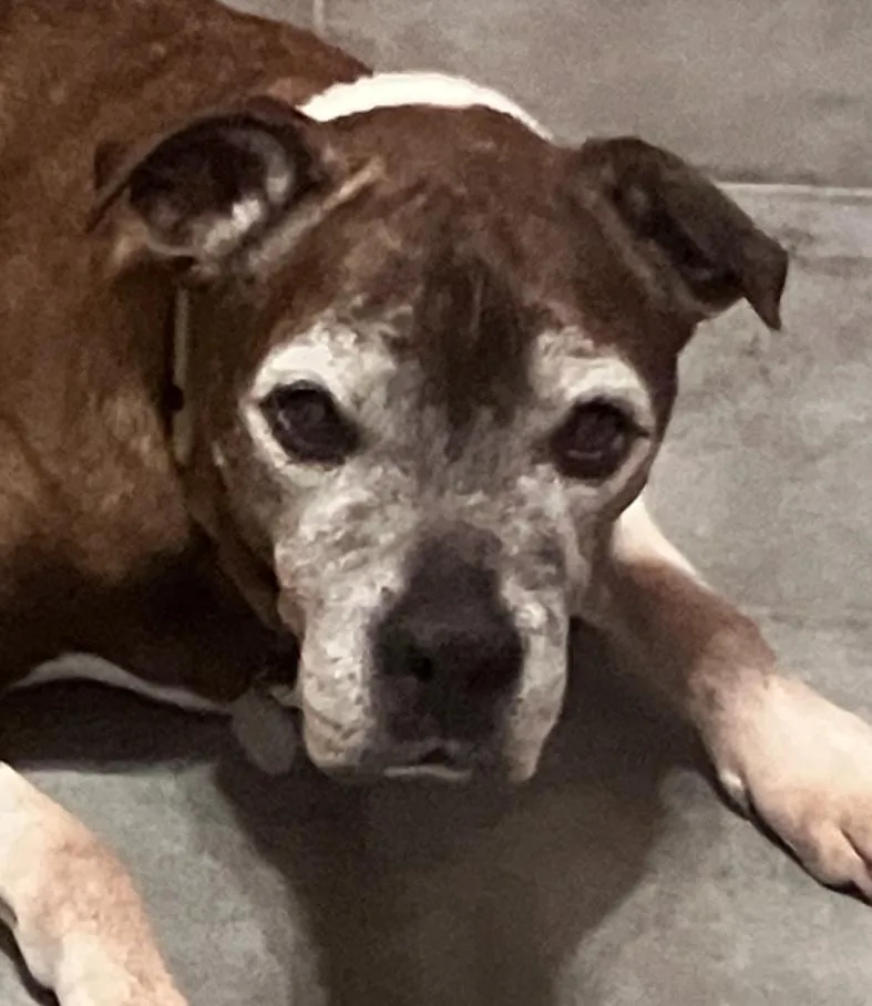 A senior large-sized male Pit Bull Terrier dog named Rambo for adoption in Scottsdale, AZ