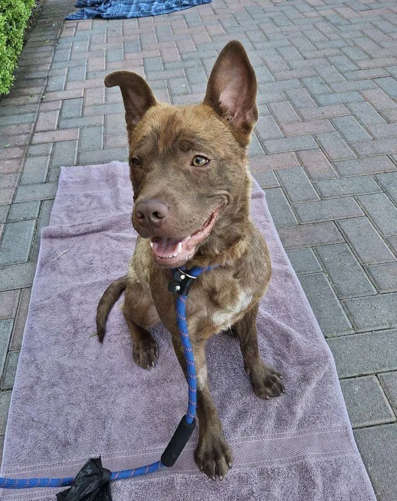 Lil Bear thumbnail 2