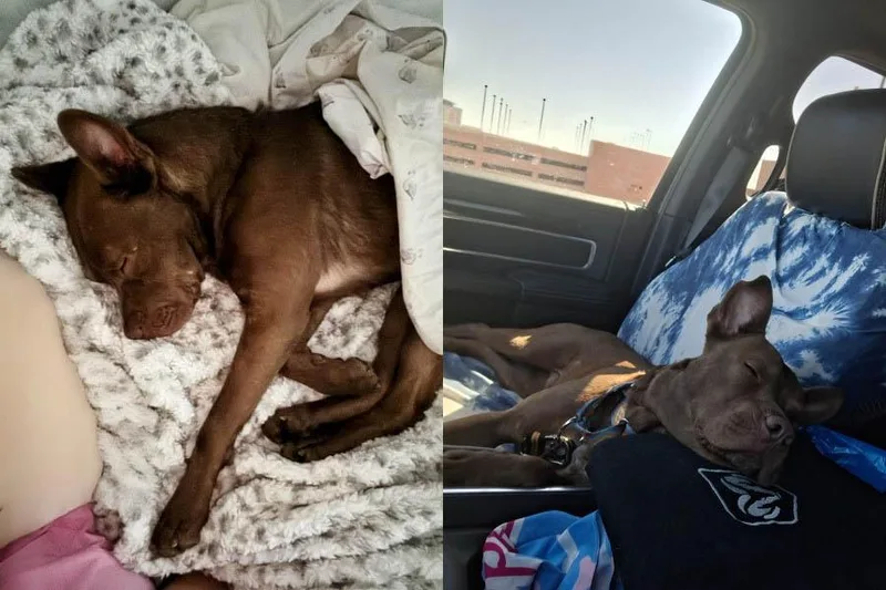 Lil Bear thumbnail 3