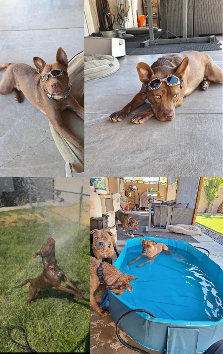 Lil Bear thumbnail 4