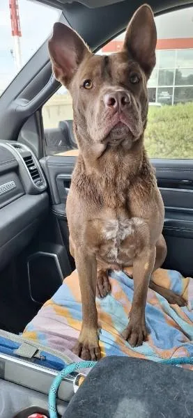 Lil Bear thumbnail 5