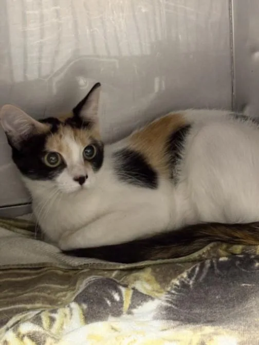 A young medium-sized female Domestic Short Hair cat named Nala for adoption in Chatsworth, CA