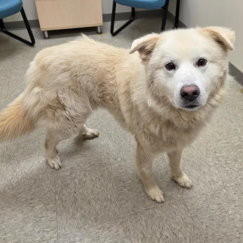 An adult large-sized male Great Pyrenees dog named Ezekiel for adoption in Chatham, VA