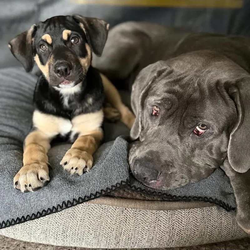 A baby medium-sized male Labrador Retriever dog named Maverick for adoption in Philadelphia, PA