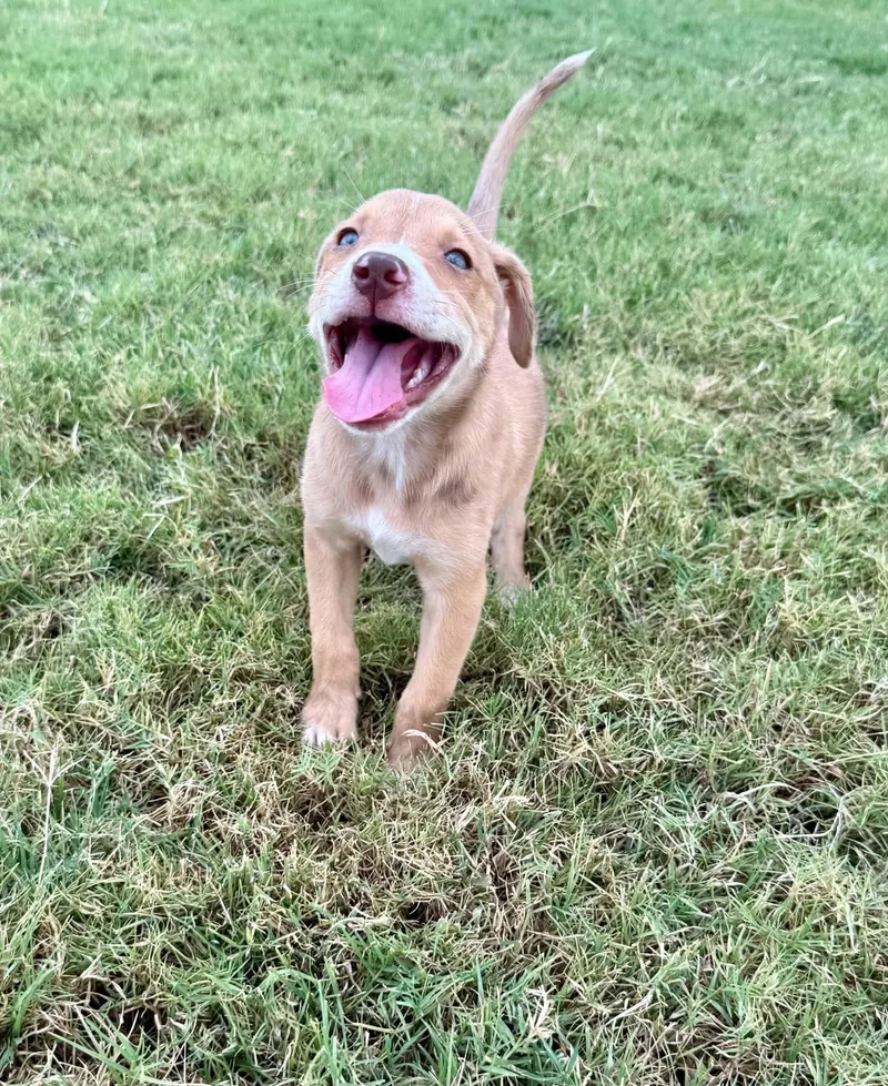 A baby medium-sized female Apricot / Beige Labrador Retriever dog named Sam for adoption in Commerce, TX