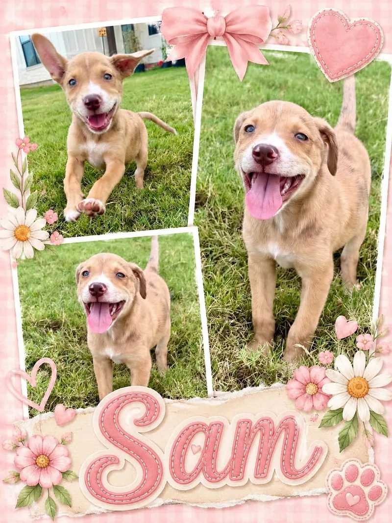 Sam thumbnail 2