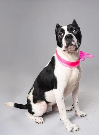 An adult medium-sized female Pit Bull Terrier dog named Peace for adoption in Atlanta, GA
