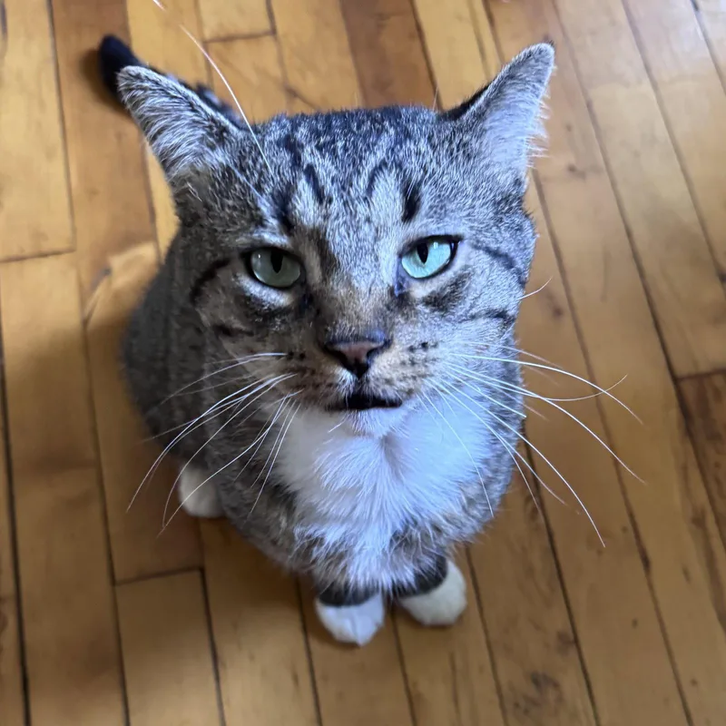 An adult medium-sized male Domestic Short Hair cat named Bernie for adoption in Brooklyn, NY