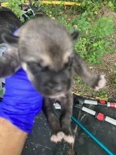 A baby medium-sized male Husky dog named 7 for adoption in Dallas, TX