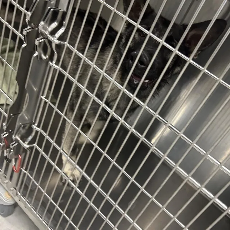 Mr Sweety thumbnail 2