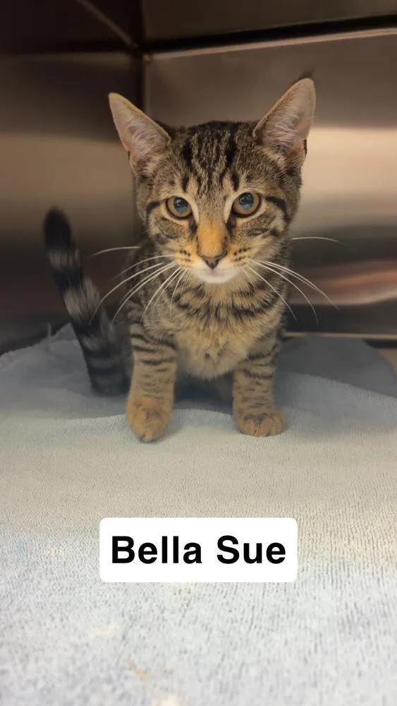 A baby medium-sized female Brown / Chocolate Domestic Short Hair cat named Bella Sue for adoption in North Brunswick, NJ