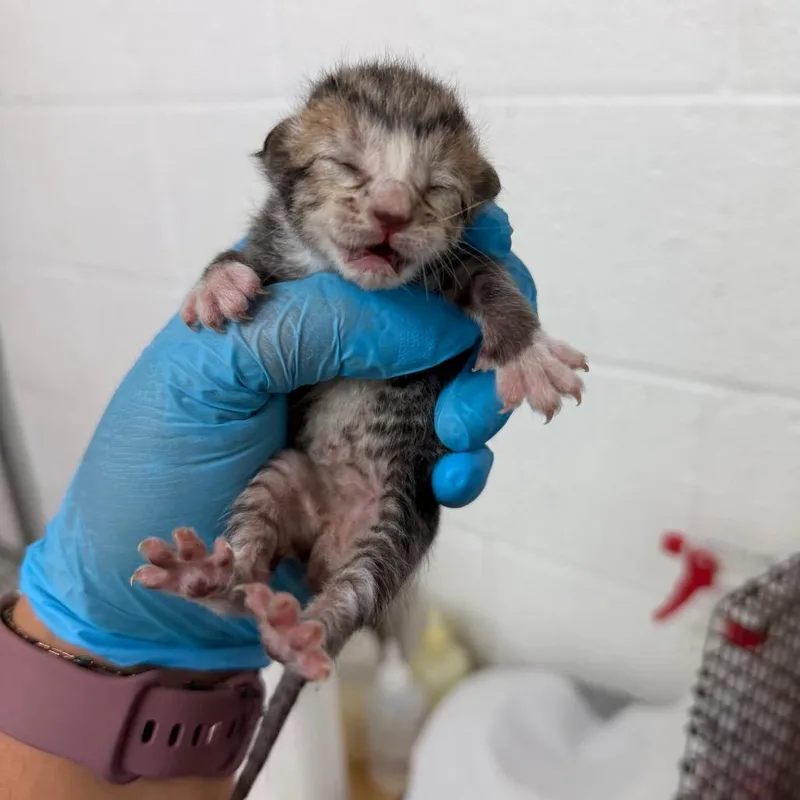A baby small-sized male Brown / Chocolate Domestic Short Hair cat named Connie Baby C for adoption in Edinburg, TX