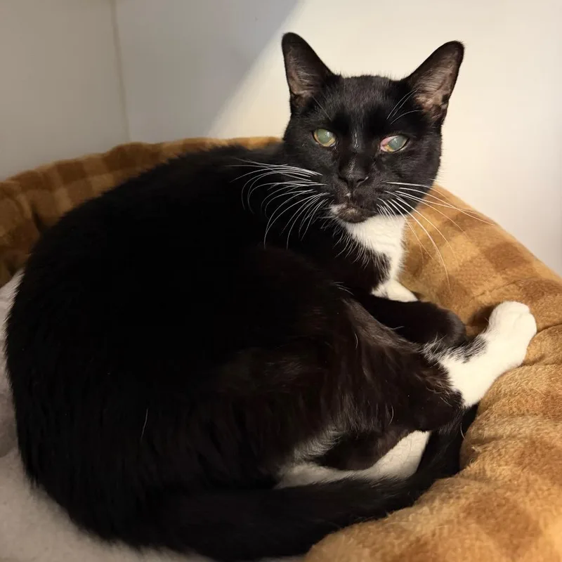 A senior large-sized male Black & White / Tuxedo Domestic Short Hair cat named Boots for adoption in Clinton, IL