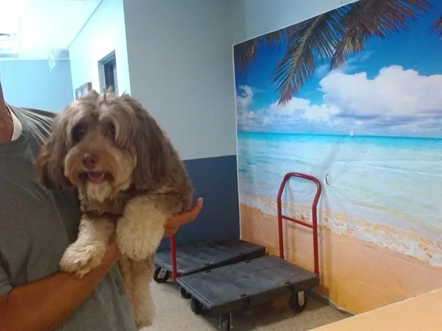 An adult small-sized female Terrier dog named Milly for adoption in Miami, FL
