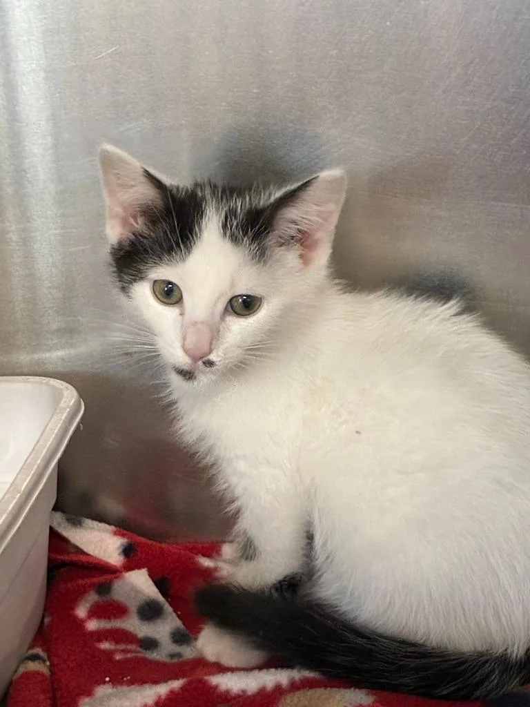 A baby medium-sized male Domestic Short Hair cat named Ross for adoption in Portland, IN