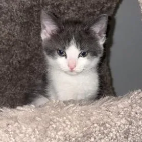 A baby medium-sized female Gray & White Domestic Short Hair cat named Frida for adoption in Wilmington, OH