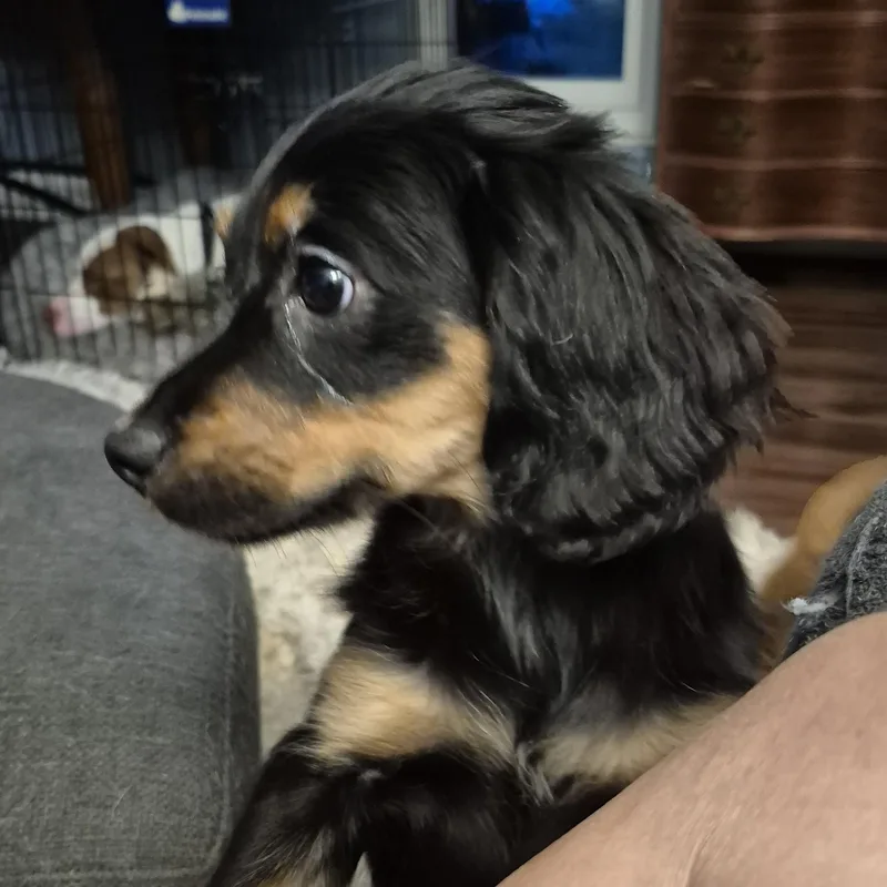 A baby medium-sized female Brown / Chocolate Goldendoodle dog named Crinkle for adoption in Albany, NY
