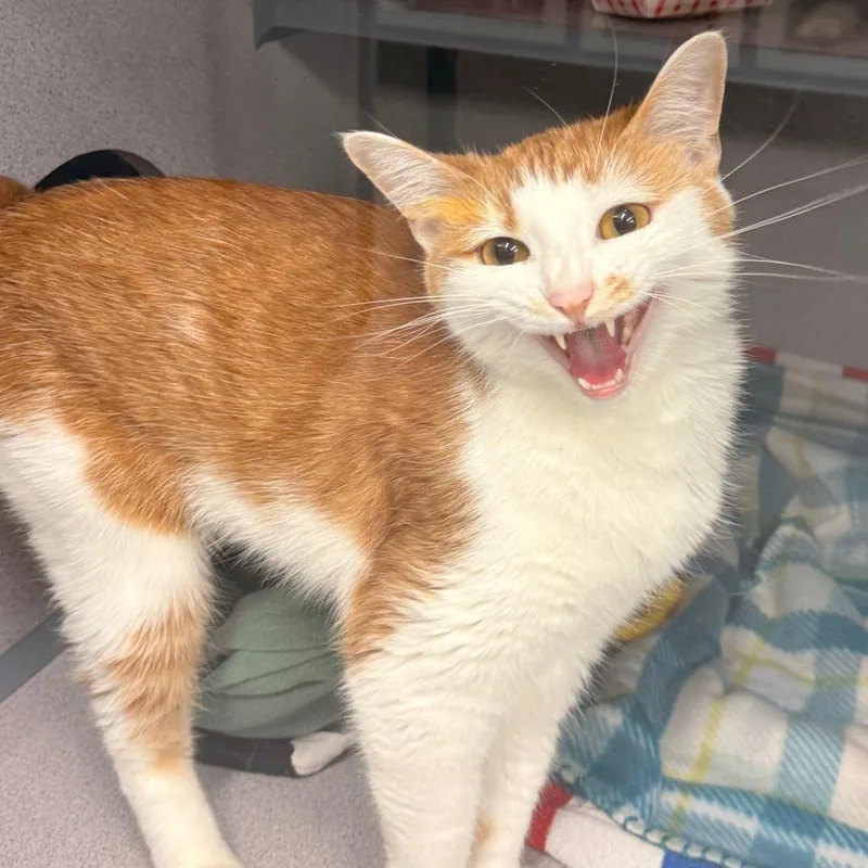 An adult medium-sized female Orange / Red Domestic Short Hair cat named Baby for adoption in Evansville, IN