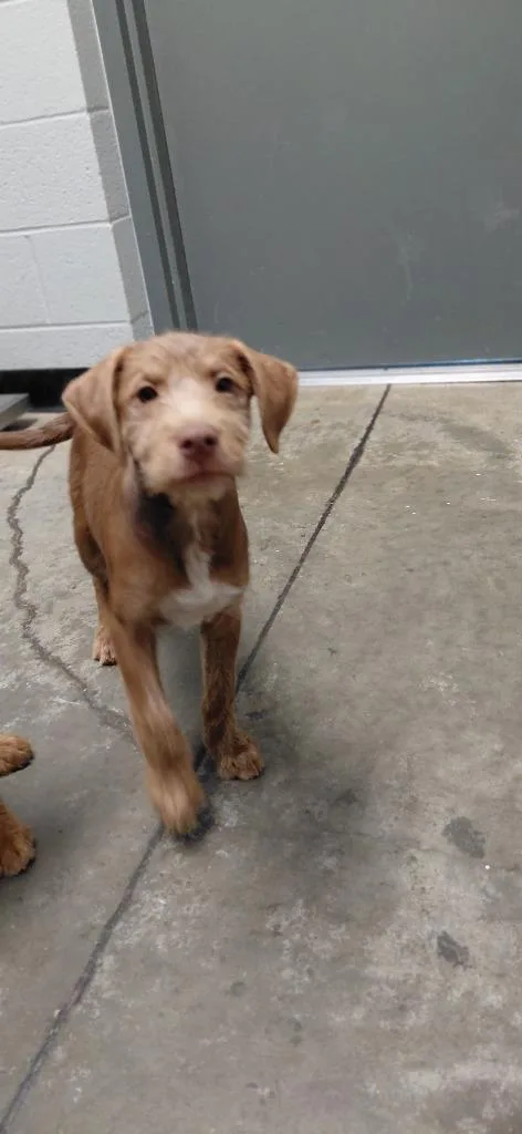 A baby small-sized female Mixed Breed dog named Mary for adoption in Henderson, NC