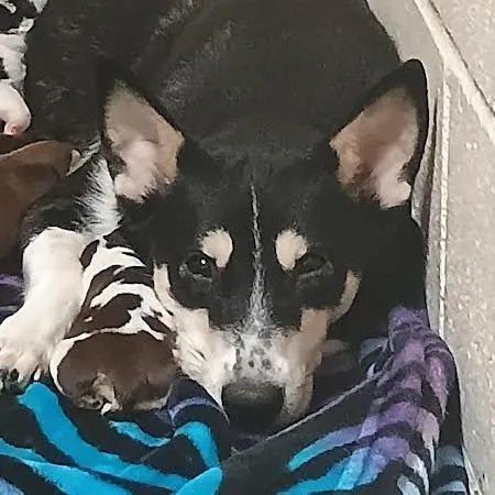 A baby medium-sized female Black Australian Cattle Dog / Blue Heeler dog named Athena for adoption in Palestine, TX