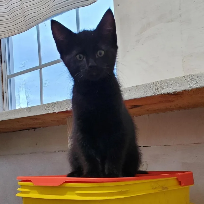 A baby small-sized male Black Domestic Short Hair cat named Winston for adoption in Rochester, MN