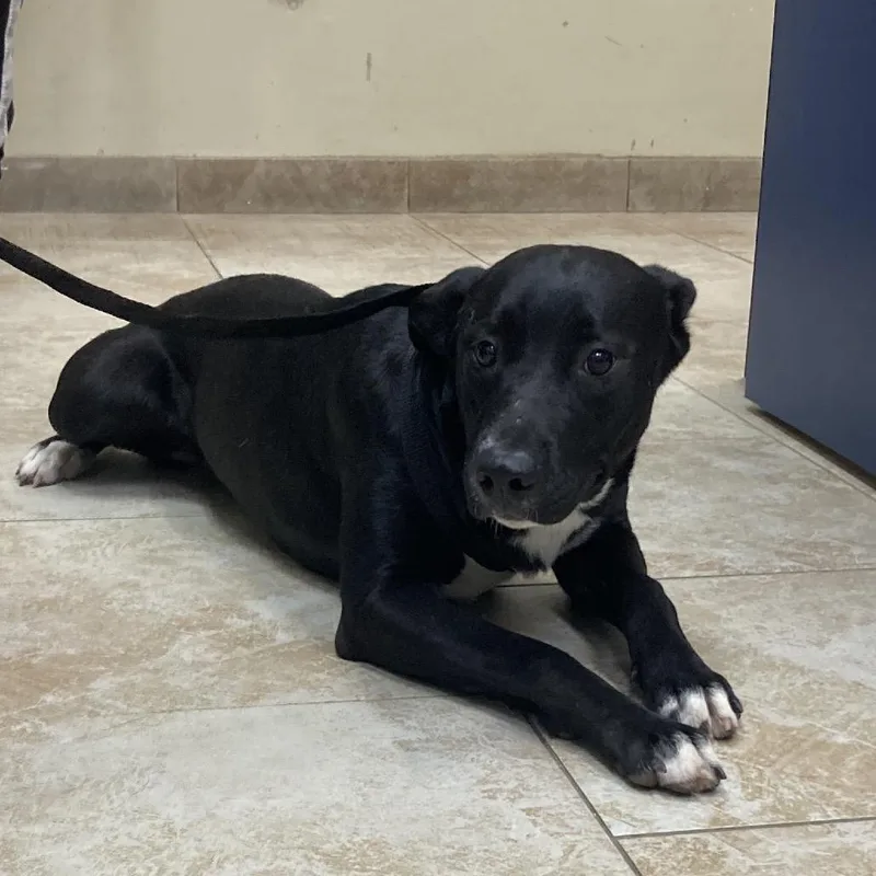 A young medium-sized female Mixed Breed dog named Nefertiti for adoption in Galveston, TX