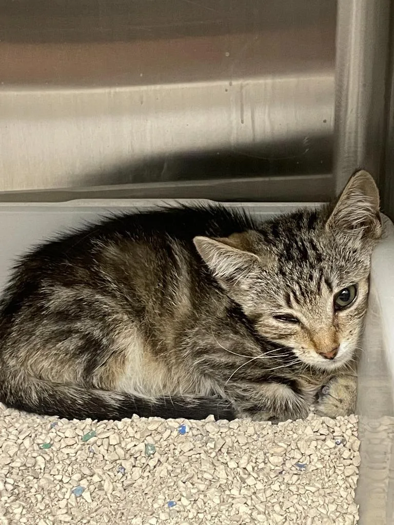 A baby small-sized male Domestic Short Hair cat named Thistle for adoption in Chico, CA