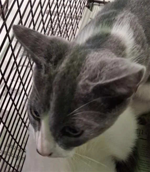 A baby medium-sized male Domestic Short Hair cat named Oo for adoption in Los Angeles, CA