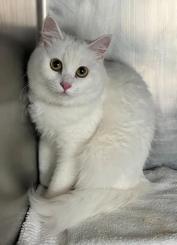 An adult medium-sized female Domestic Medium Hair cat named Tuna for adoption in Staten Island, NY