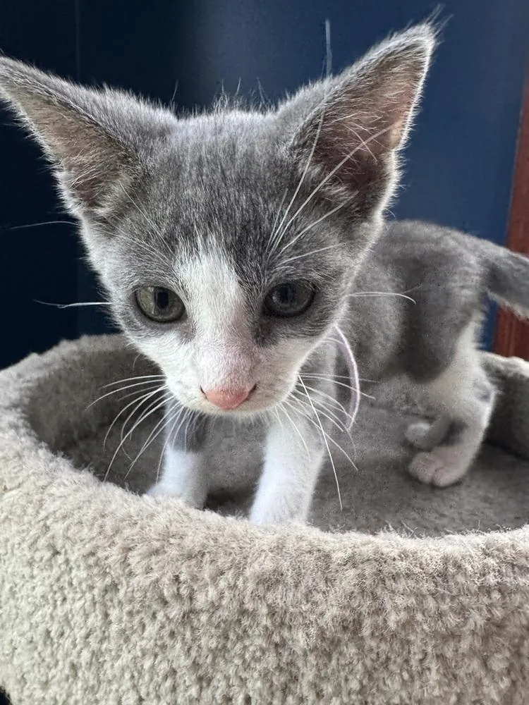 A baby medium-sized female Gray & White Domestic Short Hair cat named Cressida for adoption in Clinton Township, MI