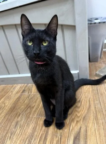 An adult medium-sized female Black Domestic Short Hair cat named Joanne for adoption in Medina, OH