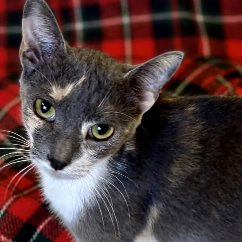A young medium-sized female Dilute Calico Domestic Short Hair cat named Pippa for adoption in Liverpool, TX