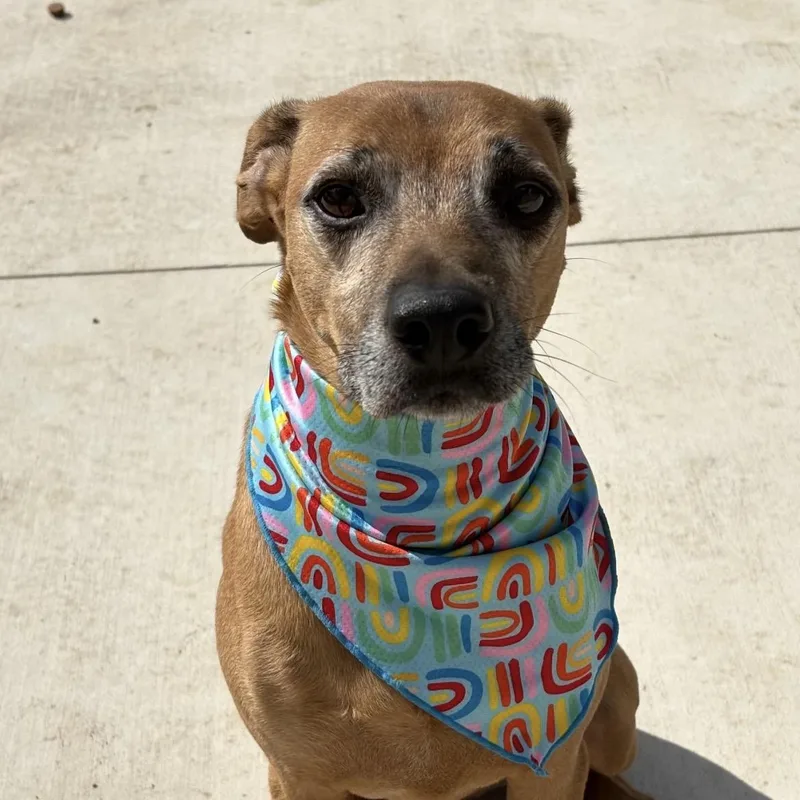 A senior medium-sized male Chihuahua dog named Gus for adoption in Pilot Point, TX