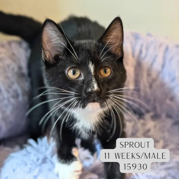 A young medium-sized male Black Domestic Short Hair cat named Sprout for adoption in Supply, NC