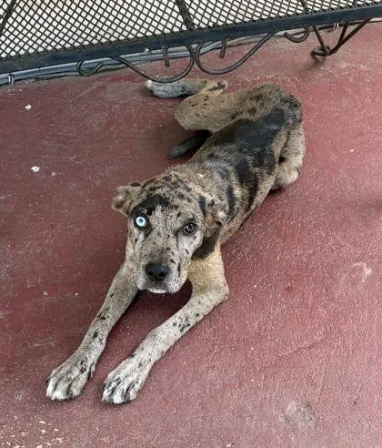 A baby medium-sized female Catahoula Leopard Dog dog named Magnolia for adoption in Barnesville, GA
