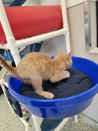 A baby small-sized female Domestic Short Hair cat named Apricot for adoption in Fergus Falls, MN