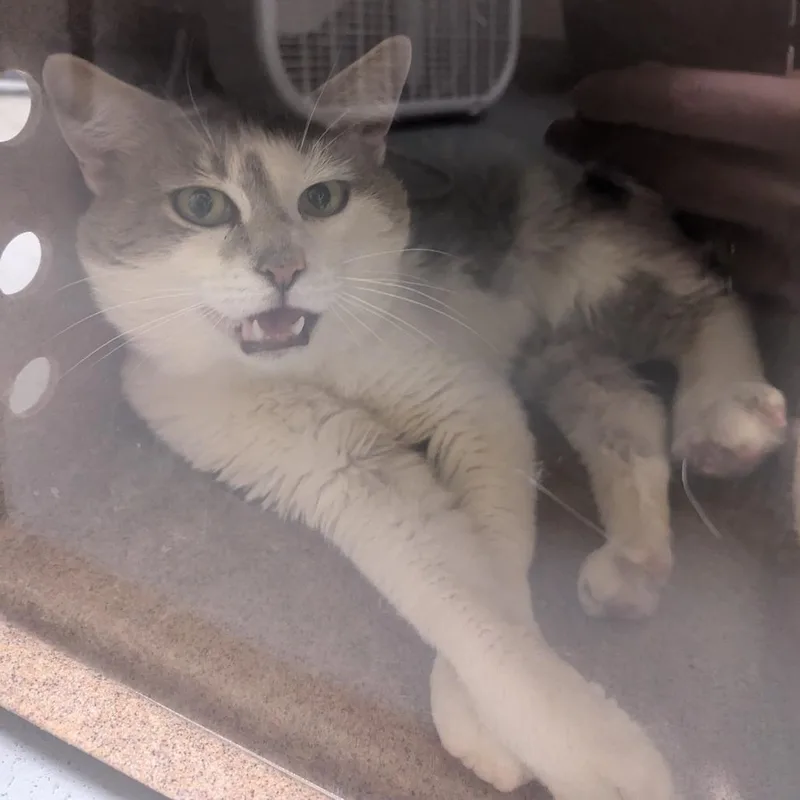 An adult medium-sized male White Domestic Short Hair cat named Gravy Boat for adoption in Charlottesville, VA