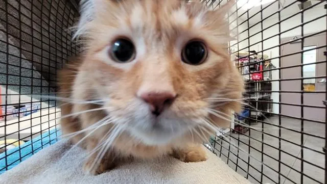 An adult small-sized female Domestic Long Hair cat named Anna for adoption in Tucson, AZ