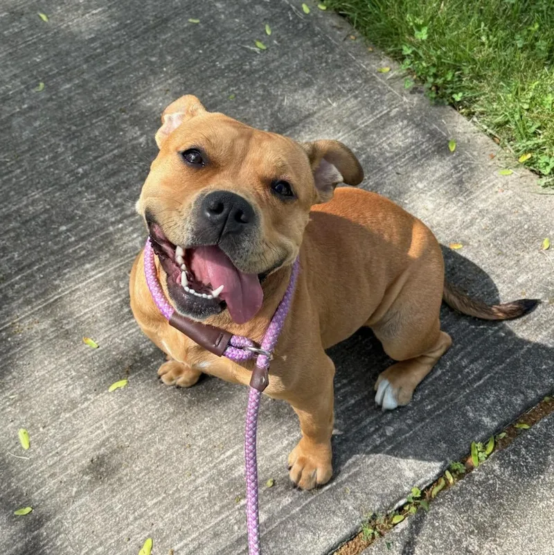 A young medium-sized female Mixed Breed dog named Mimi for adoption in Wayne, NJ