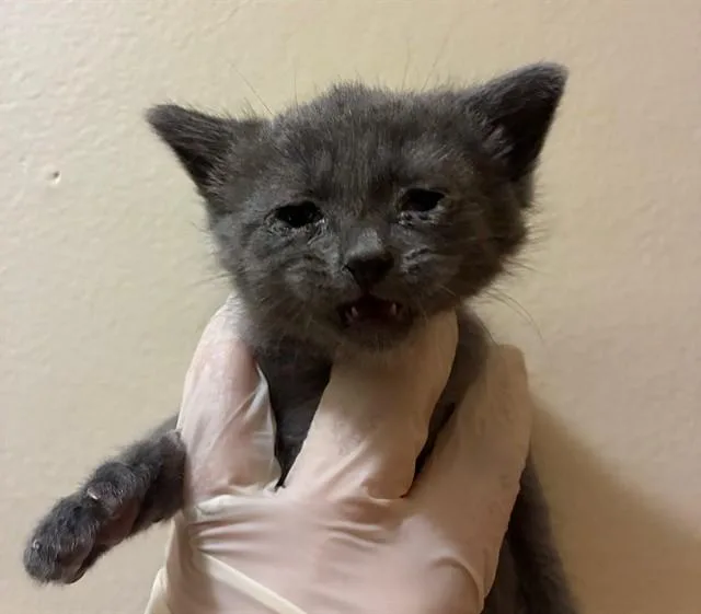 A baby small-sized female Domestic Short Hair cat named Greyjoy for adoption in Riverside, CA