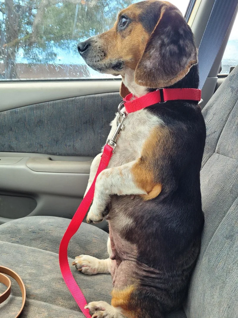 A senior small-sized female Beagle dog named Lucyloo for adoption in Dunnellon, FL