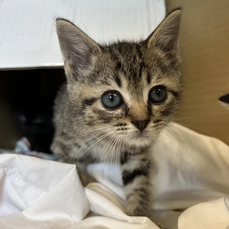 A baby small-sized male Brown / Chocolate Domestic Short Hair cat named Marlin for adoption in Lynchburg, VA