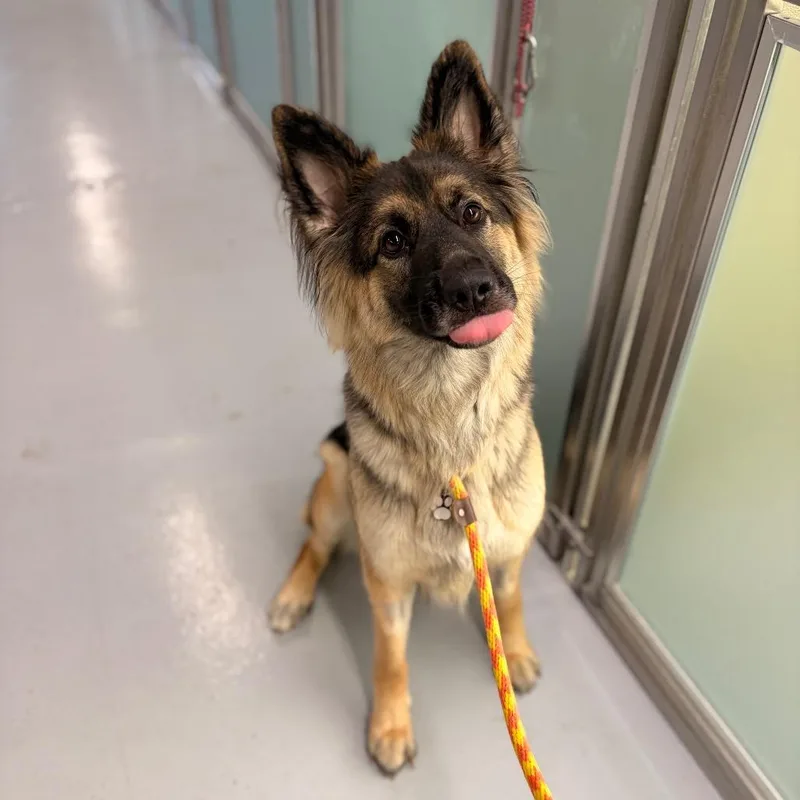 Nala