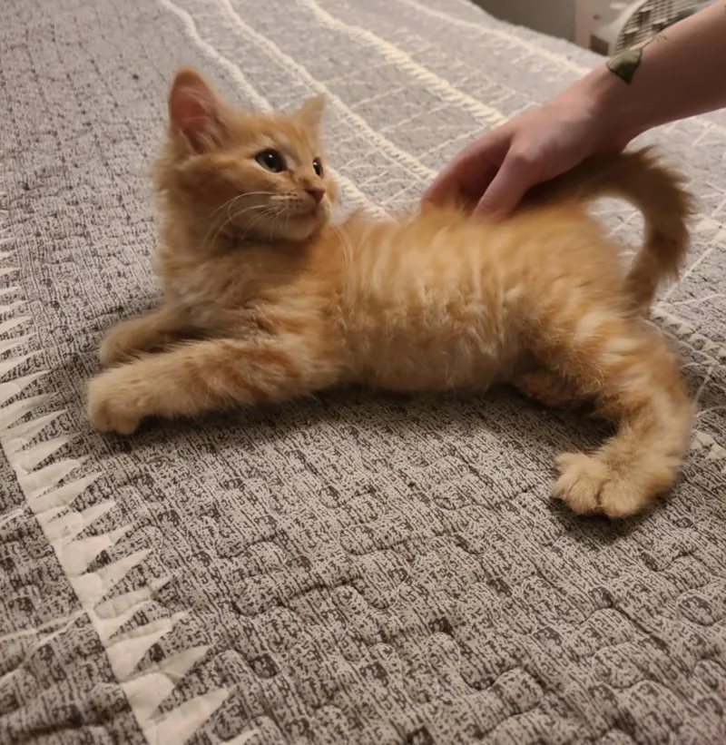 A baby medium-sized male Tabby (Orange / Red) Domestic Short Hair cat named HiC for adoption in Oceanside, CA
